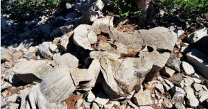 قدیمی‌ترین درخت جهان را یک دانشمند بُرید!