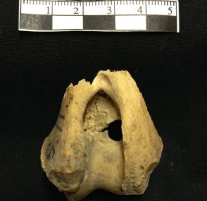 چگونه گرگ‌های باستانی ۵۰۰۰ سال پیش به این جزیره دورافتاده راه یافتند؟