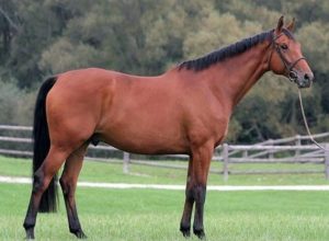 انتخاب اسب به جای شوهر توسط یک دختر آمریکایی!!