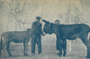 بررسی تاریخی مشکلات واردات خراز قبرس به ایران