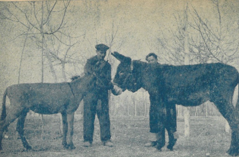 الاغ قبرسی - پایگاه اطلاع رسانی آژنگ