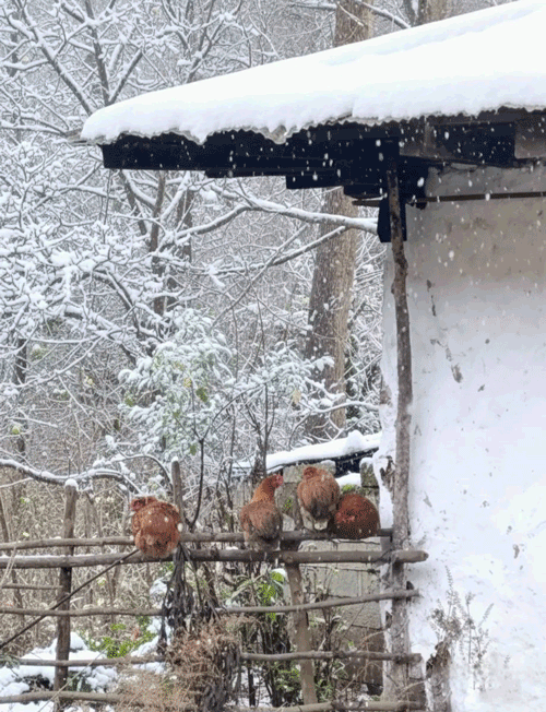 زمستان دررحیم آباد گیلان 1 رحیم آباد گیلان - پایگاه اطلاع رسانی آژنگ