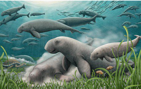 گاو - پایگاه اطلاع رسانی آژنگ