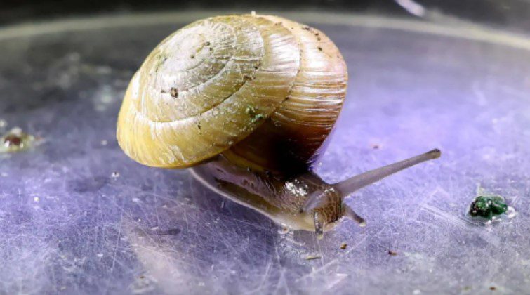 حلزون - پایگاه اطلاع رسانی آژنگ