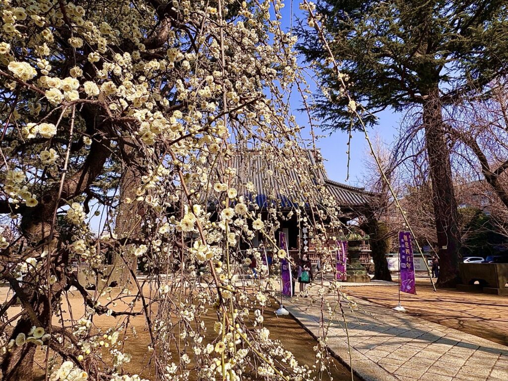 شکوفه - پایگاه اطلاع رسانی آژنگ