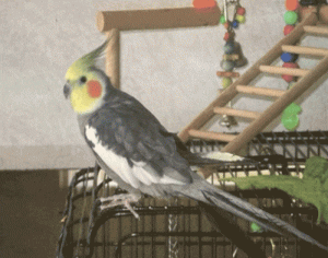 پیرترین پرنده عروس هلندی جهان؛۳۳ ساله است!