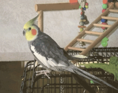 پیرترین پرنده عروس هلندی جهان؛۳۳ ساله است! 1 طوccccطی - پایگاه اطلاع رسانی آژنگ