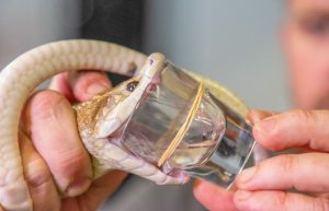 مرگ سالانه ۵۰ هزار نفر هندی بر اثر مارگزیدگی