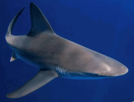 کوcccccccccسه - پایگاه اطلاع رسانی آژنگ