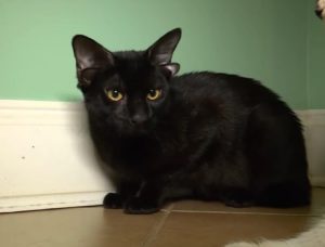 یک بچه گربه پرورشگاهی؛چهره رسانه ای امروز آمریکا!