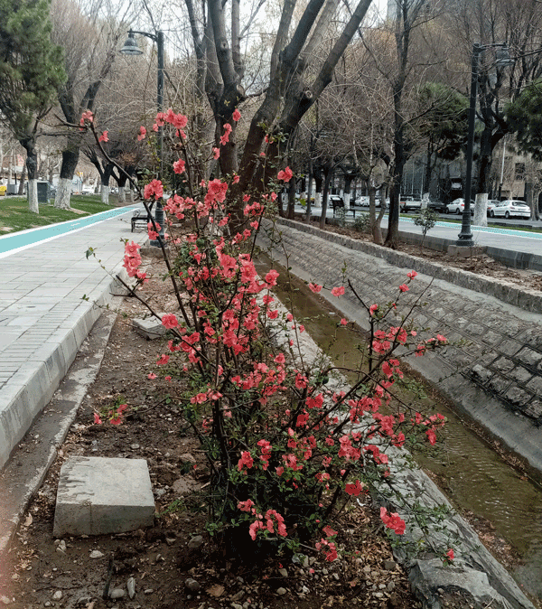بهار زودهنگام درتهران 2 شکوفه۲ - پایگاه اطلاع رسانی آژنگ