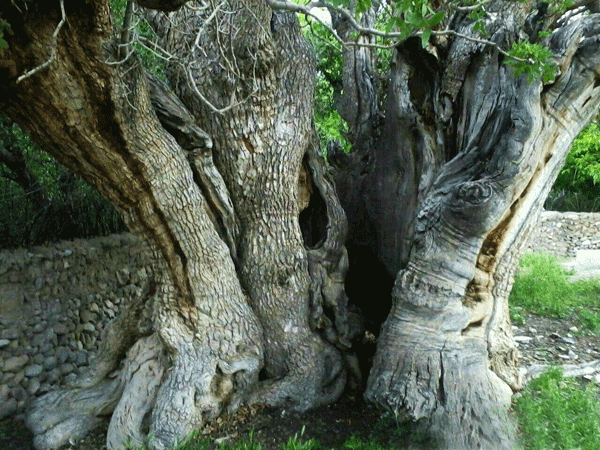 درخت پسته روستای اودرج 1 درخت پسته vvvvvvvvvرفسنجان - پایگاه اطلاع رسانی آژنگ