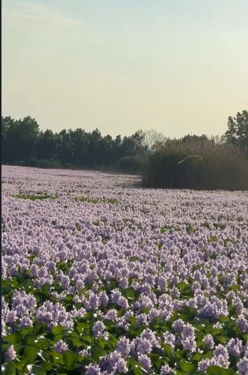 تالاب سنبل آبی روستای آغوزبن در شهرستان بابل 1 سنبل۱ - پایگاه اطلاع رسانی آژنگ