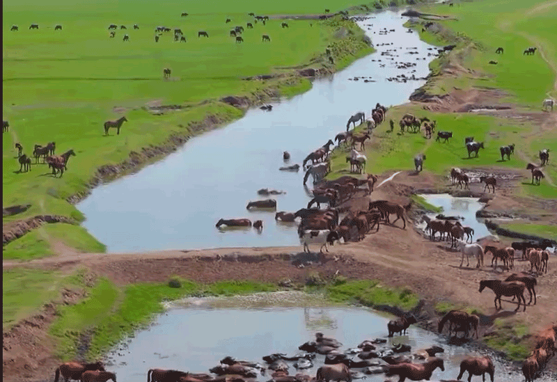 آشنایی با منطقه دشت اسبهای وحشی در روستای جیرسر باقرخاله 1 اسdddب - پایگاه اطلاع رسانی آژنگ